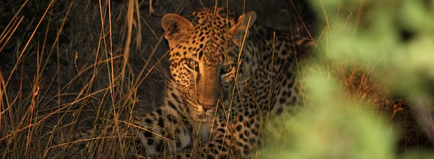 South_African_Safari_leopard.jpg