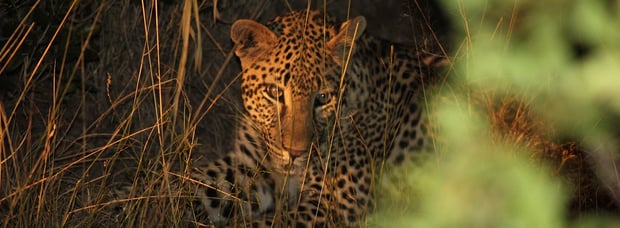 South_African_Safari_leopard.jpg