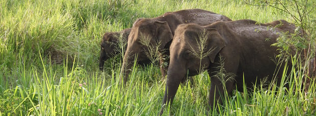 Elephants grazing on a Sri Lankan Safari adventure