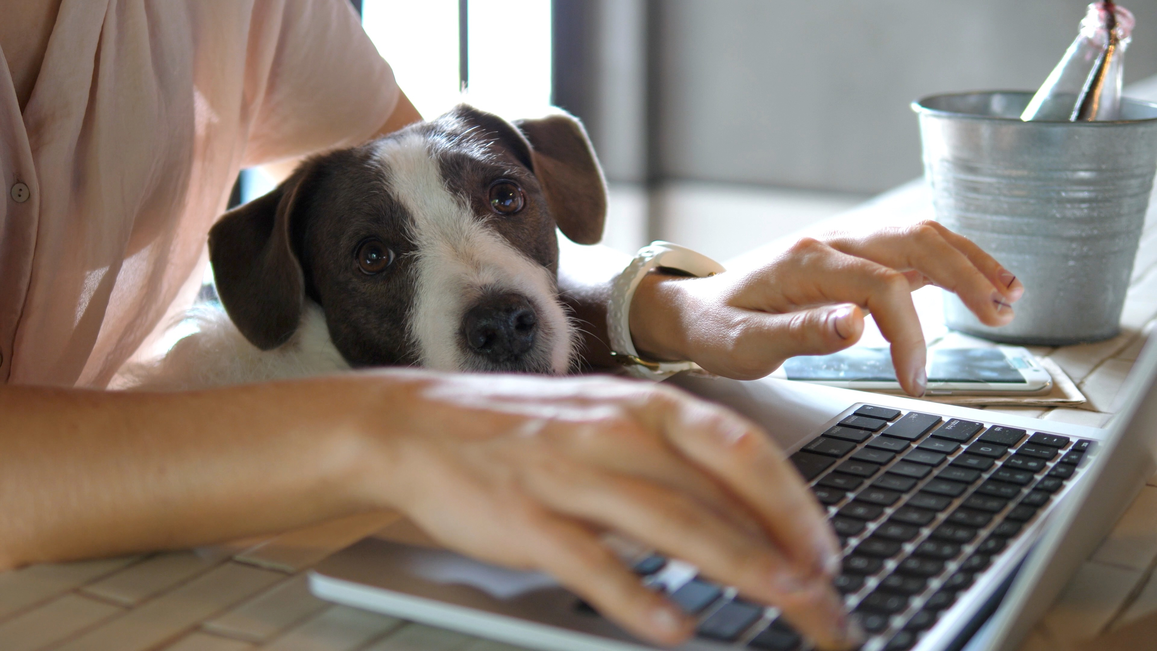 reward_recognition_office_dog